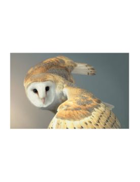 Abrams Birds: Photographs 9781419747618