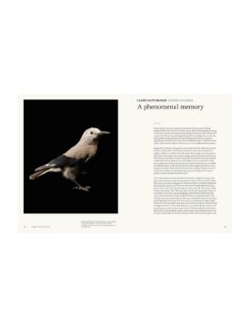 Abrams The Animal Mind: Profiles of Intelligence and Emotion 9781419768491