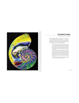 Abrams The Shape of Nature: The Intricate Patterns of Life 9781419779794