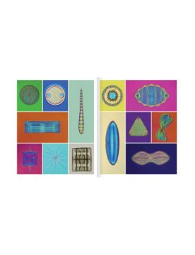 Abrams The Shape of Nature: The Intricate Patterns of Life 9781419779794