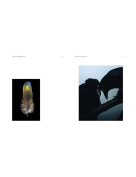 Thames & Hudson Aviary: The Bird in Contemporary Photography 9780500029084