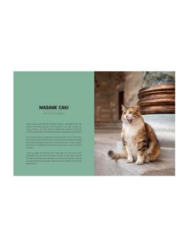 Thames & Hudson City Cats of Istanbul 9780500298411