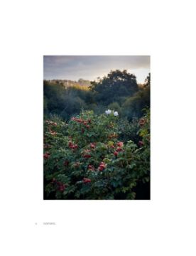 Rizzoli Roses in the Garden 9780847843053