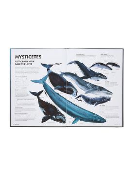  Phaidon Mysteries of Marine Mammals 9781837290208