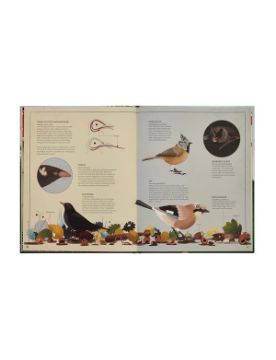  Phaidon The Tomorrow Tree 9781837290284